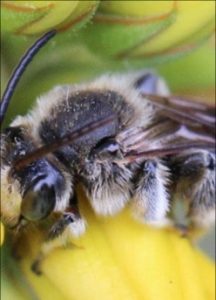 „Sag‘ mir, wo die Bienen sind…“