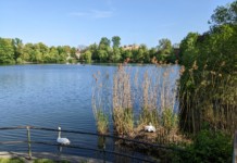 Vogelschutz am Schäfersee
