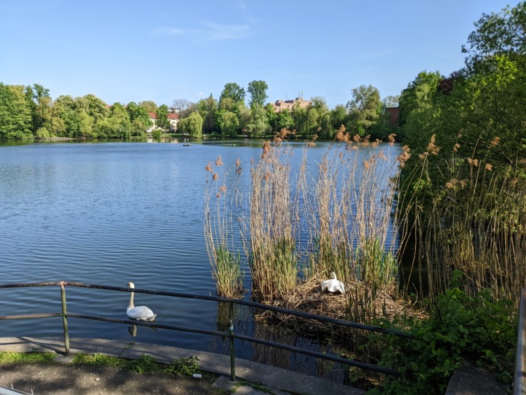 Vogelschutz am Schäfersee Vogelschutz am Schäfersee