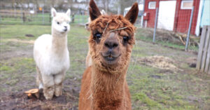 Tierisches Trio macht allen gute Laune